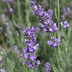 ラベンダー：エッセンス3号ポット