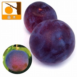 スモモ(プラム）2種受粉樹セット：貴陽（キヨウ）とハリウッド[互いに受粉し実付きがよくなる異品種セット]