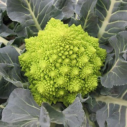 イタリア野菜：カリフラワーロマネスコの苗３-3.5号ポット