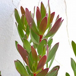 リューカデンドロン：セニョリータ5号鉢植え