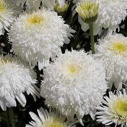 デージー：フィオナコグヒル11cmポット