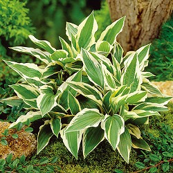 ギボウシ：パトリオット（ホスタ）11cm角ポット