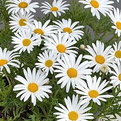 マーガレット：サワーリップル3号ポット