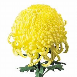 大菊厚物（あつもの）：国華蝉時雨2.5号ポット 2株セット