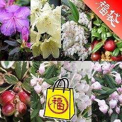 [送料無料]花を楽しむ小灌木10種セット・草の友3リットル付