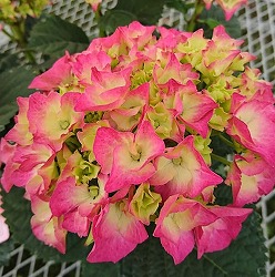 [26年2月中下旬予約]アジサイ：Sweet Heart（スイートハート）3.5号ポット