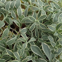 シレネ:ドレッツバリエガータ3.5号ポット 2株セット