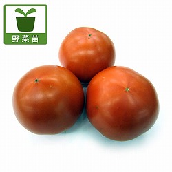 [26年4月上旬予約]トマト（大玉）：麗夏（れいか・王様トマト）自根苗3.5号ポット