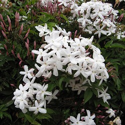 ハゴロモジャスミン（羽衣ジャスミン）4号鉢植え