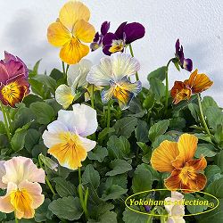 ビオラ：テレジアン3号ポット 12株セット