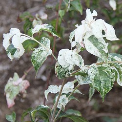 ヤマボウシ：七変化（しちへんげ）5号ポット