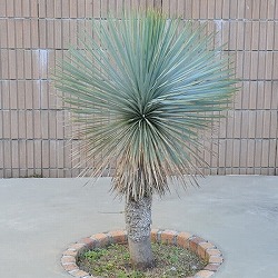 ユッカ：ロストラータ4号ポット