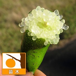 フィンガーライム（グリーン）4号ポット