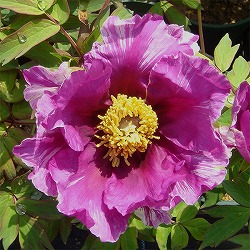 寒牡丹（ぼたん）：時雨雲（しぐれぐも）2～3年生苗 6号ポット