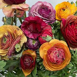 ラナンキュラス：トワイライトレディ花色アソート3.5号ポット