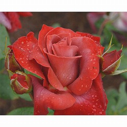 ハイブリッドティー：ブラックティー接木苗4号ロングポット