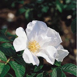 [26年2月中下旬予約]ハマナス（バラ）：白花一重（ルゴーサ アルバ）4号ポット