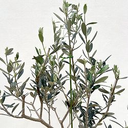 オリーブ：マンザニロ　5号鉢植え*