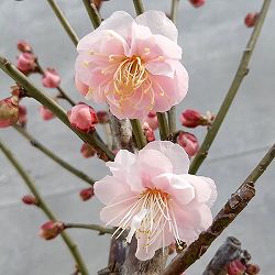ハナウメ（花梅）：見驚（ケンキョウ）接木苗5号ポット