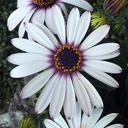 オステオスペルマム：セレニティ ラベンダーフロスト3.5号ポット