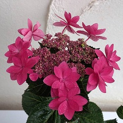 [春の鉢花予約]アジサイ：ダンスパーティー ハッピー（ピンク）4号鉢植え