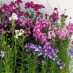 リナリア グッピー花色ミックス3-3.5号ポット 6株セット