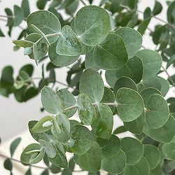 ユーカリ：プルブレンタ（銀世界）6号鉢植え