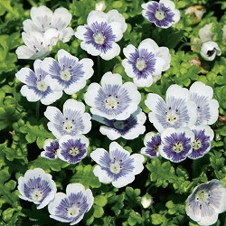 [送料無料]ネモフィラ：ブルーベリーアイズ3.5号ポット 24株セット