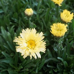 レウカンセマム：ゴールドフィンチ3.5号ポット 2株セット