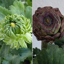 ラナンキュラス：アラクネJr.3.5号ポット 12株セット