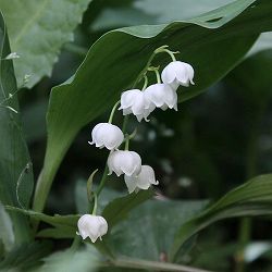 日本スズラン2株植え3.5号ポット