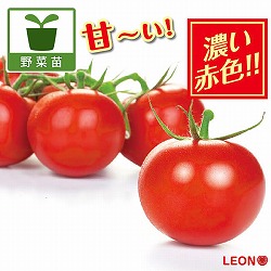 [送料無料][26年4月下旬予約]高リコピントマト：サンセルーノ3号ポット 24株セット