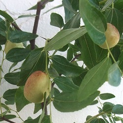 ナツメ7号鉢植え[実付き]