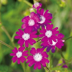 セネシオ:ポリオドン3.5号ポット 6株セット