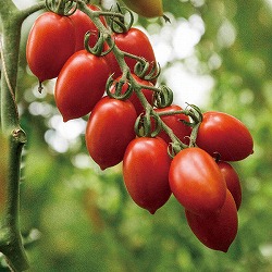 [26年4月下旬予約]イタリアントマト：ロッソアモーレ3号ポット 6株セット