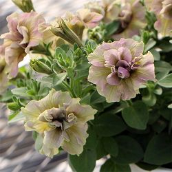 ペチュニア：ジュリエット　イエローベージュ3.5号ポット 6株セット