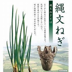 寅さんの縄文ネギ3球植え2.5号ポット 2株セット