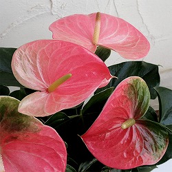 アンスリウム：スイートハートピンク6号鉢植え