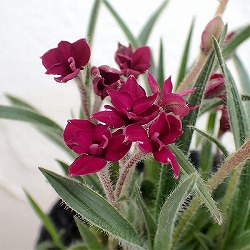 アッツザクラ（ロドヒポキシス）：ルビーの輝き３号ポット