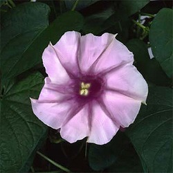 ユウガオ（夕顔）：赤花夕顔3号ポット