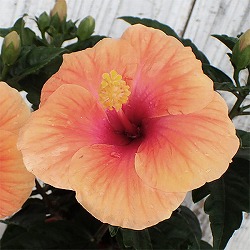 ハイビスカス：サニーシティー・アプリコット系5号鉢植え
