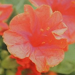 2段咲きオシロイバナ：微笑みがえしオレンジ3.5号ポット