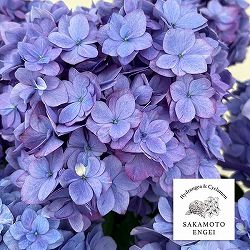 アジサイ：ポージィーブーケ エビータ（パープル）5号鉢植え