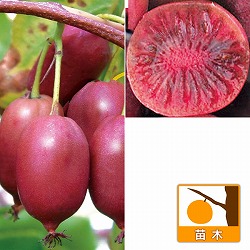 [26年5月中下旬予約]ベビーキウイ雌雄2株セット（パープルシャドーとバイエルン）