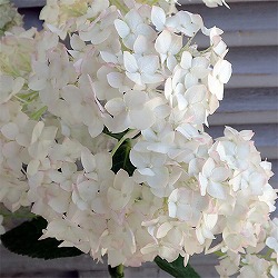 アジサイ（アメリカ）：ル・マニフィーク6号鉢植え