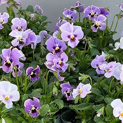 【お1人様3ポットまで】ビオラ：ステラブルー3～3.5号ポット