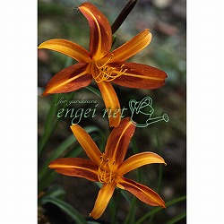 ニッコウキスゲ：黒花日光キスゲ3.5号ポット