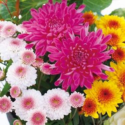 [25年10月中下旬予約]お正月お飾り菊ミックス植え5（紅福運入）4号ポット