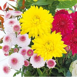 [25年10月中下旬予約]お正月お飾り菊ミックス植え4（金王冠入）4号ポット