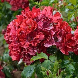 デルバールローズ：ラ・レーヌ・ドゥ・ラ・ニュイ6号角鉢植え(バラ)